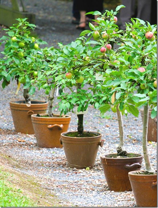 kleine Apfelbäume im Garten