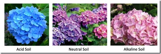 Understanding your soil, Acid Soil, Alkaline soil, gardening, Soil pH, Hydrangers, soil test kit, How to test soil, Gardening on Alkaline soil, Acid Soils, garden Lime