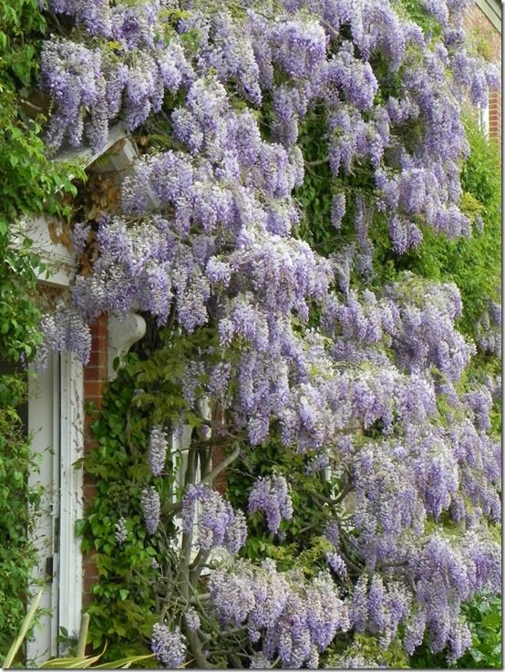 Mature wisteria