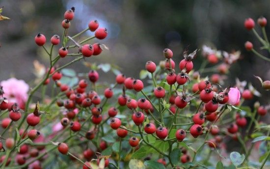 1 Rose hips