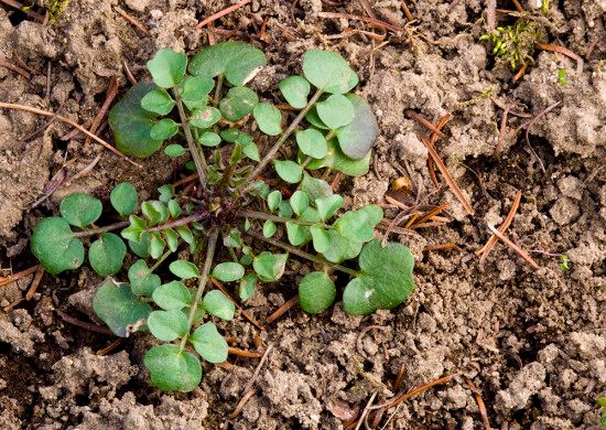 3 Hairy Bittercress