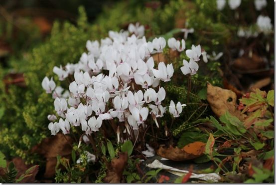 Cyclamen hederifolium