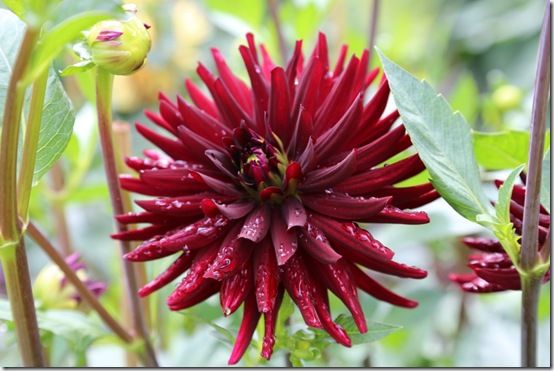 Dahlia 'Black Cat'