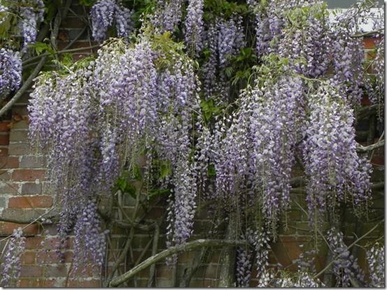 Wisteria floribunda