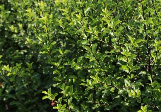 Pittosporum tenuifolium 