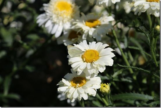 leucanthemum