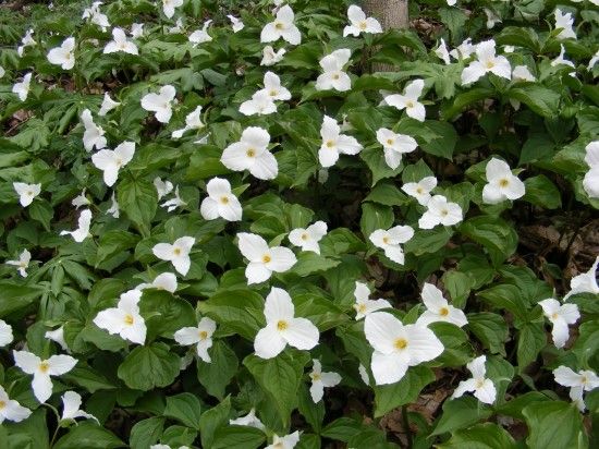 1 Trilliums growing wild (1280x960)