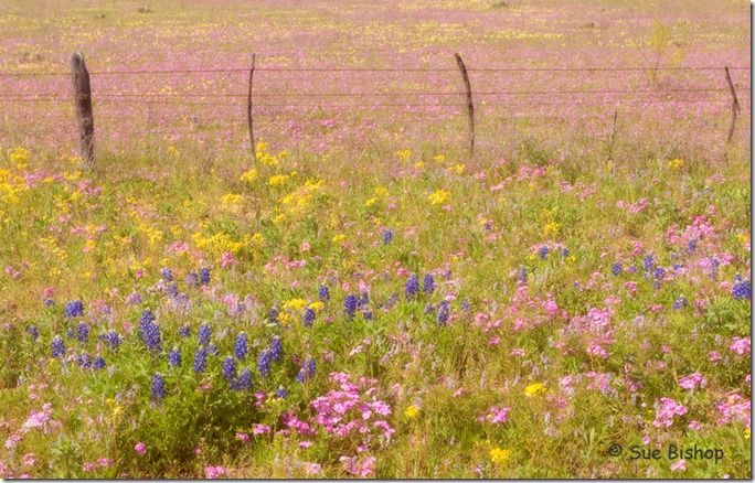 How to photograph a wildflower meadow pic 1