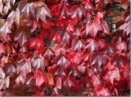 Vitis tricuspidata 'Veitchii' 