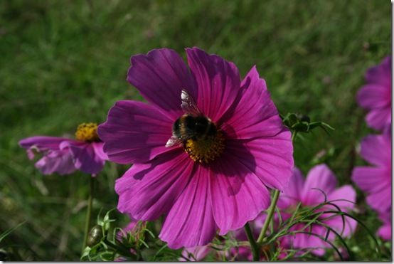 Cosmos with bee