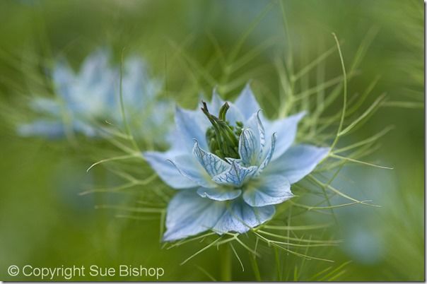 28 love in a mist