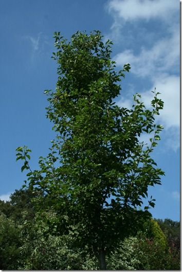 Pyrus 'Chanticleer'