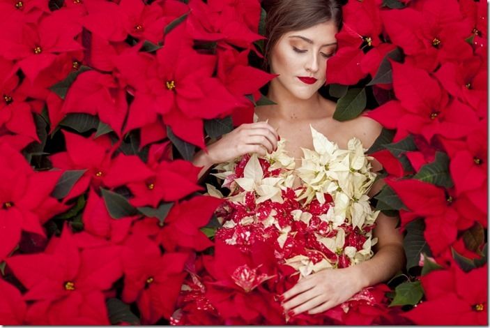 4 Poinsettias in an array of colours