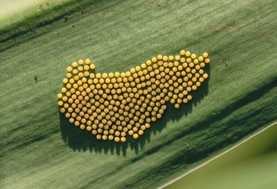 8 Butterfly eggs on a leaf