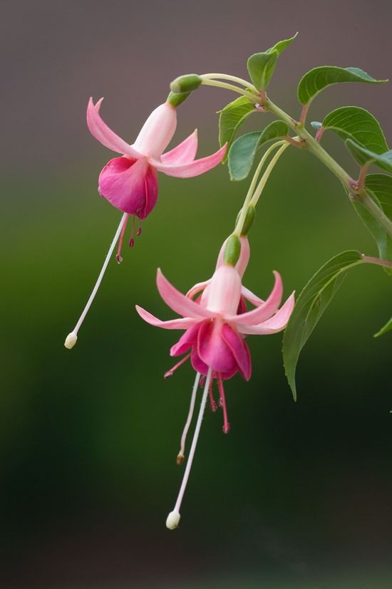 FUCHSIA 'FALKLANDS'