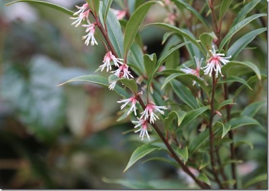 Sarcococca hookeriana var. dignya