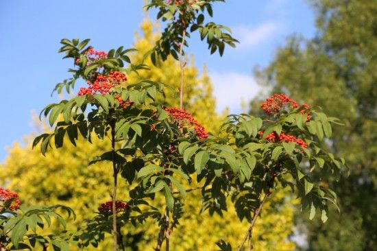 Sorbus sargentiana 