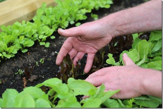 Red Little Gem seedlings