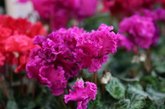 Frilled Cyclamen