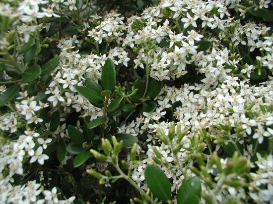 Olearia-x-haastii