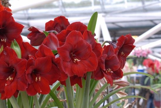 Hippeastrum Red Lion