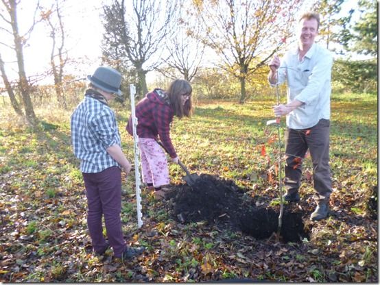 family tree planting