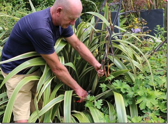 11 Cutting back phormium flowers 