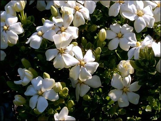 10 Gardenia'Kleim'sHardy'