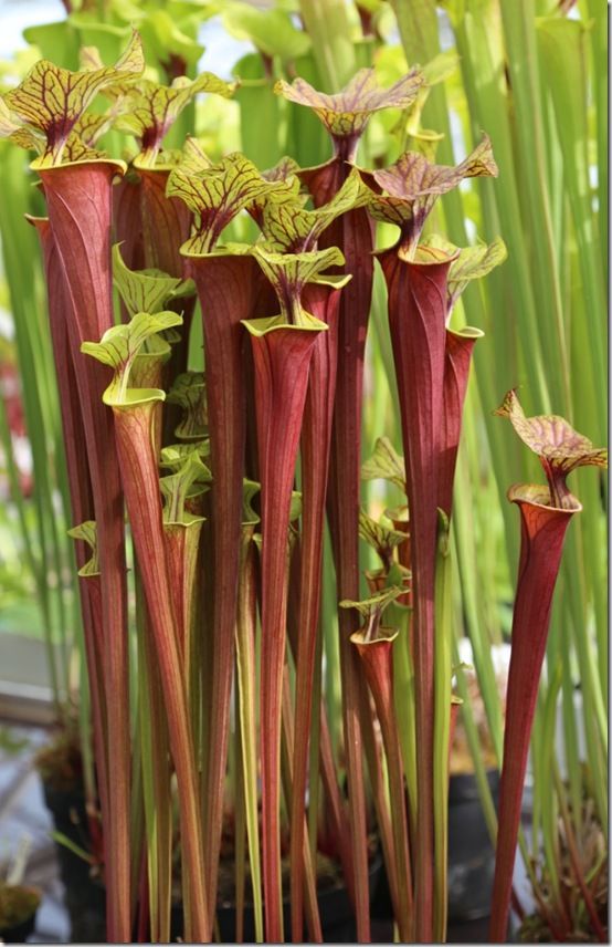 Sarracenia show plant