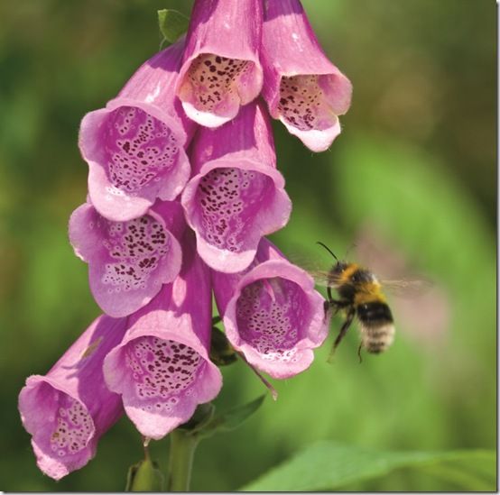 Foxglove<br /><br /><br /><br /><br />
<br>Tom Parizek-iStockphoto.com