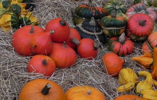 Pumpkins and squashes