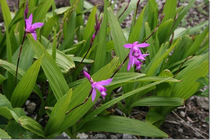 5 Bletilla striata