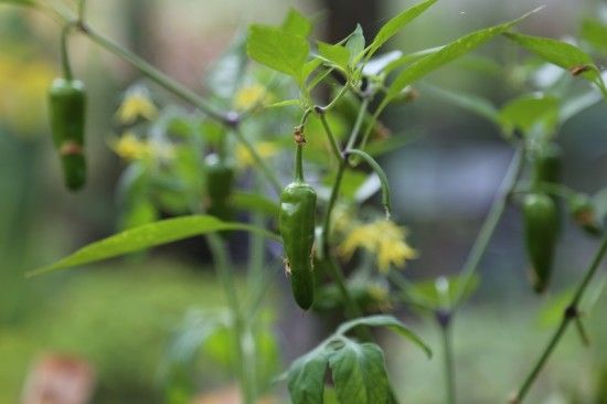 3 Chillies developing (800x533)