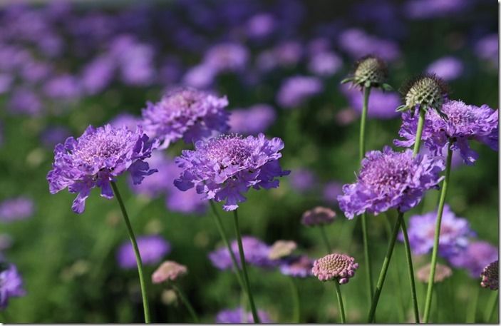 4 Scabiosa 'Vivid Violet' (1024x664)