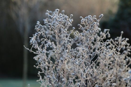 Froster aster stems