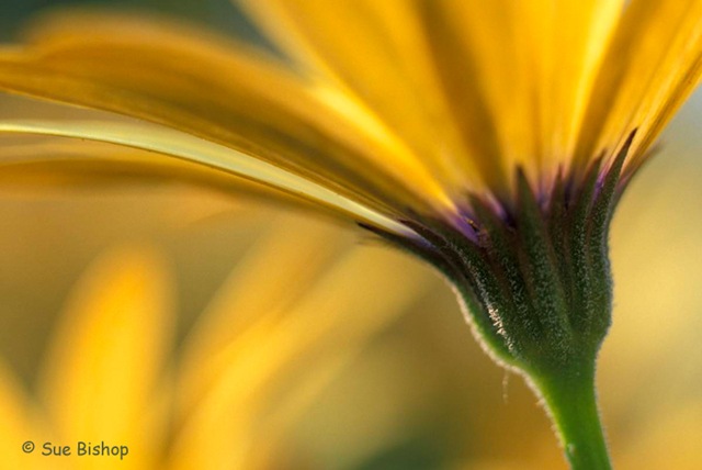 low viewpoint photography