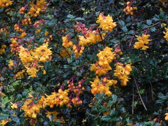 Berberis darwinii