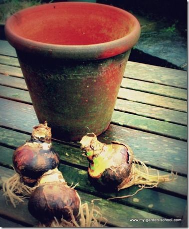 Amaryllis bulbs with pot (2)