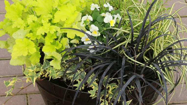 Best Plants For Autumn Fall Pots Containers Gardening