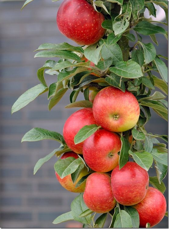 Äpfel am Baum