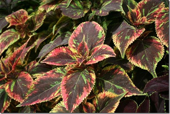 Coleus