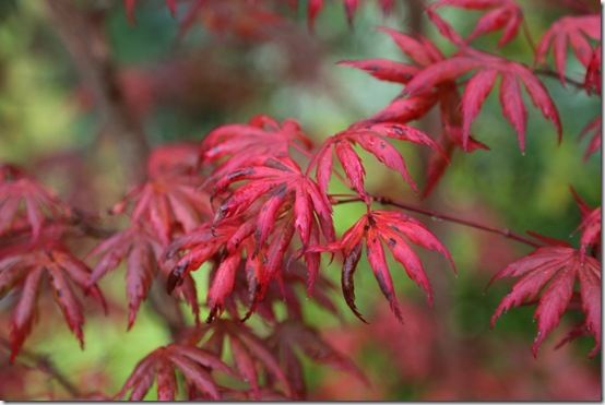 9. Acer palmatum 'Trompenburg' 