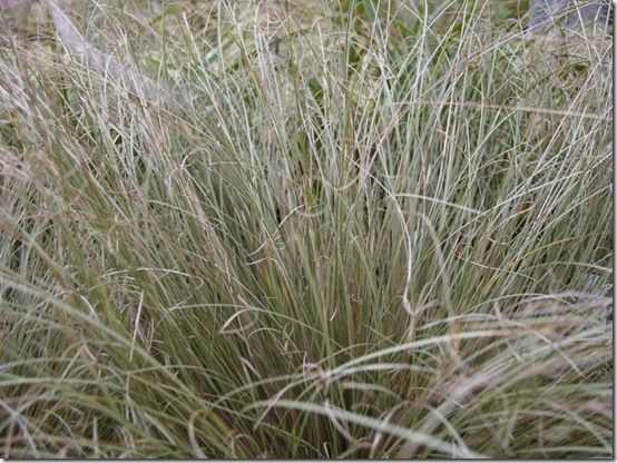 Carex 'Frosted Curls' 