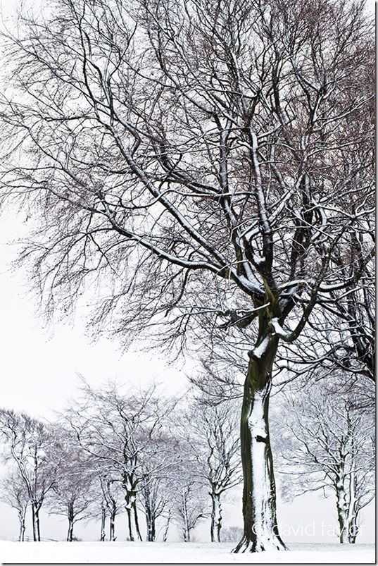 Snow-covered trees in Hardwick Park on the outskirts of the Teesdale town of Sedgewick, County Durham