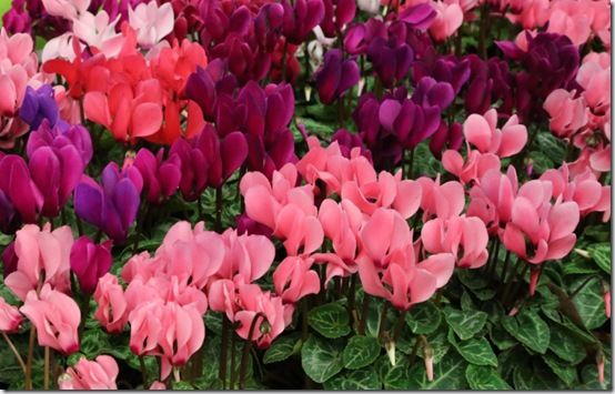 Mini cyclamen 