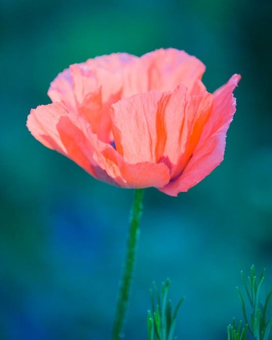 Poppy