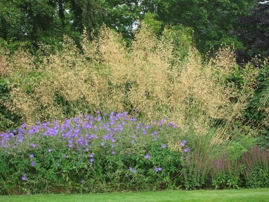 Stipa gigantea