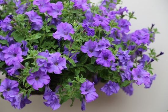 7 Petunia Surfinia Heavenly Blue