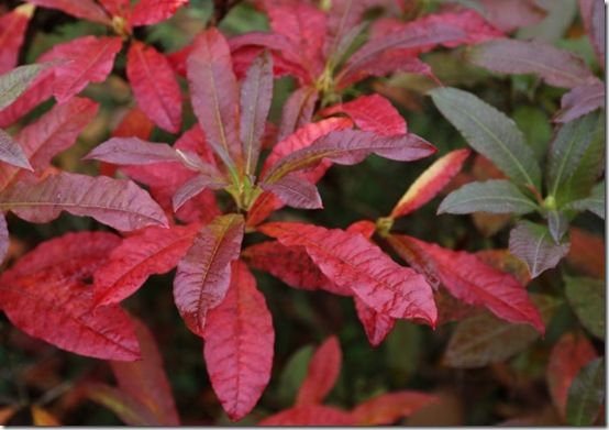 4. Rhododendron luteum 