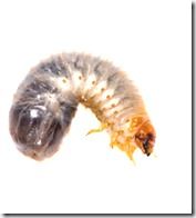 Dirt Grub, airating a lawn, airation, Autumn, Autumn Lawn Care, carbaryl, Corticium, Dollar spot, Fall lawn care, firtilizer, Fusarium, grass seed, Imidacloprid, lawn Pests and diseases, Leatherjackets, leaves, Mowing, re-seed, Spiking the lawn, Toadstools, trifloxystrobin